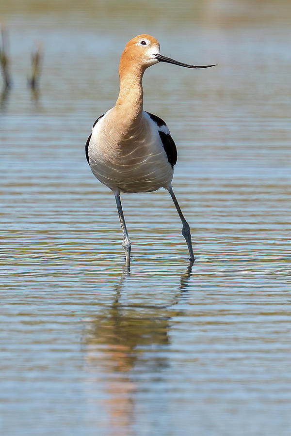 American Avocet I Photograph by Krispen Hartung