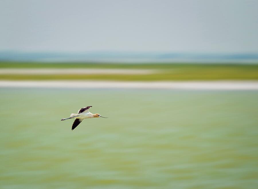 American Avocet in flight Photograph by Tracy Munson