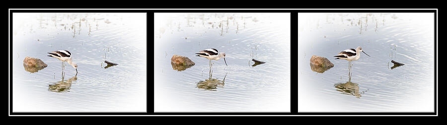 American Avocet in Texas Poster Photograph by Joan Carroll