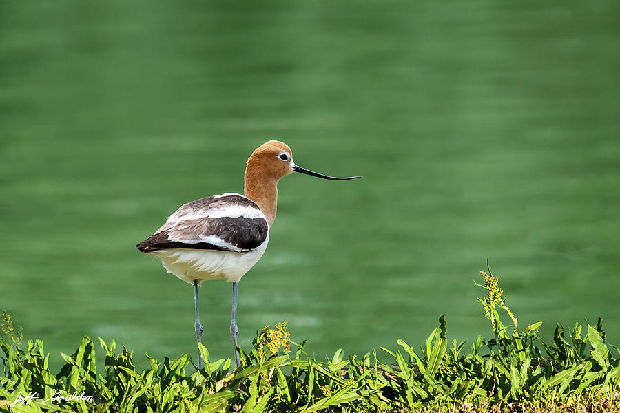 American Avocet Photograph by Jeff Goulden