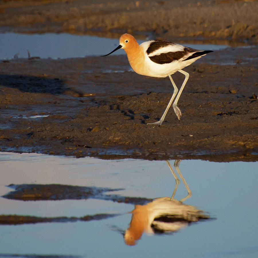American Avocet Mirrored Photograph by Cascade Colors