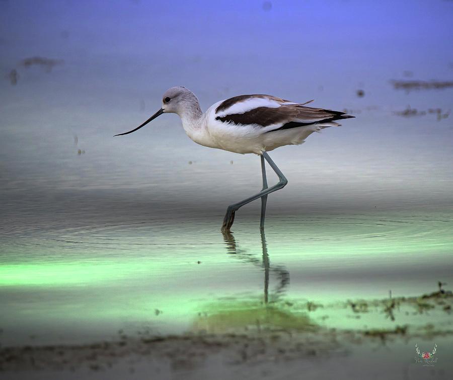 American Avocet Photograph by Pam Rendall