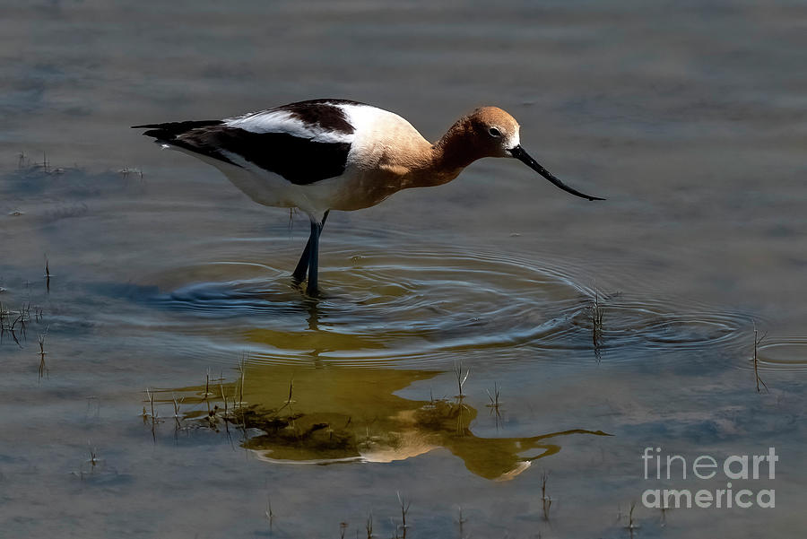 American Avocet Reflected Photograph