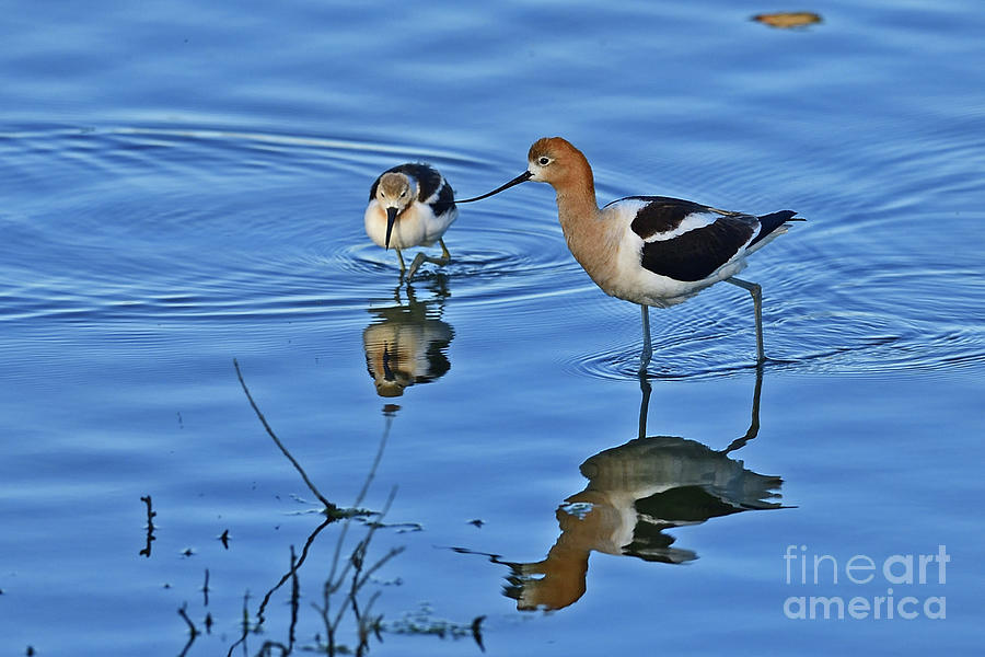 American avocet with Chick Photograph by Amazing Action Photo Video