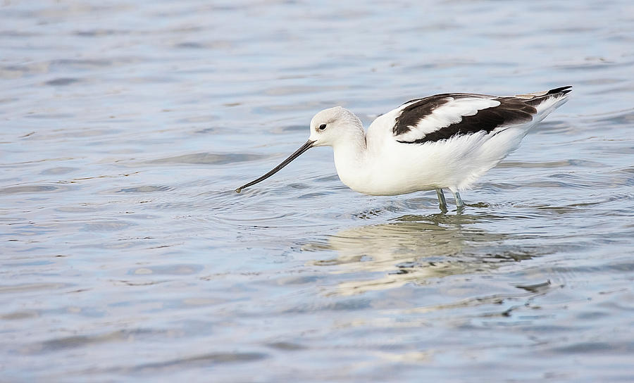 American Avocet with Muddy Water Drop Photograph by Lori A Cash - Fine ...