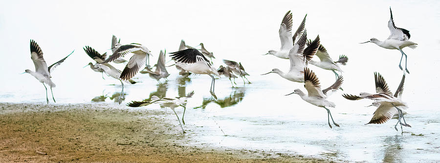 American Avocets 5276-102322-2 Photograph by Tam Ryan American Avocets 5276-102322-2 Photograph by Tam Ryan