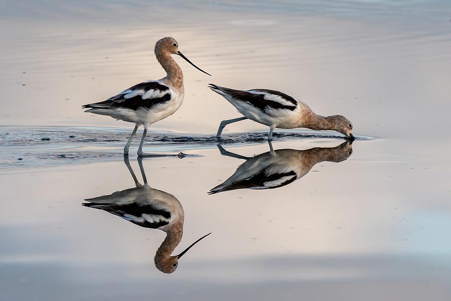 American Avocets and Reflection Photograph by Bradford Martin