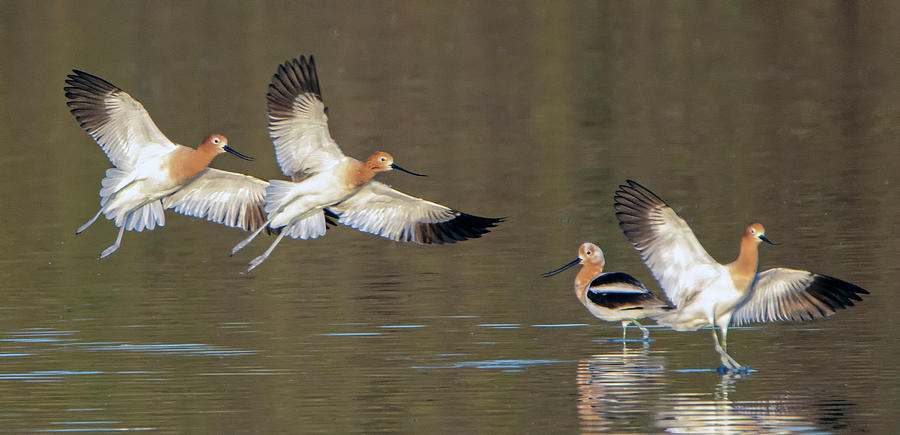 American Avocets Chase 2298-022920-2 Photograph by Tam Ryan