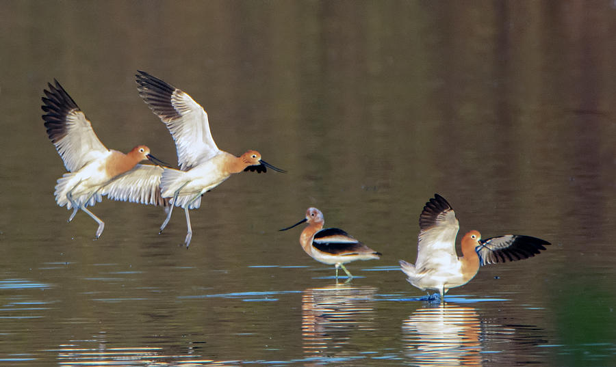 American Avocets Chase 2299-022920-2 Photograph by Tam Ryan