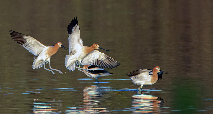 American Avocets Chase 2300-022920-2 Photograph by Tam Ryan