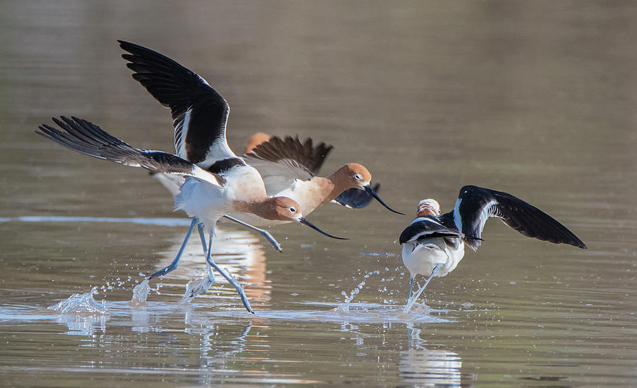 American Avocets Chase 4100-031720-2 Photograph by Tam Ryan