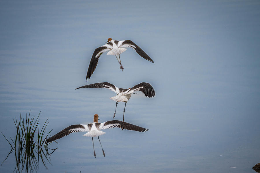 Bird Photograph - American Avocets Going Away by Debra Martz