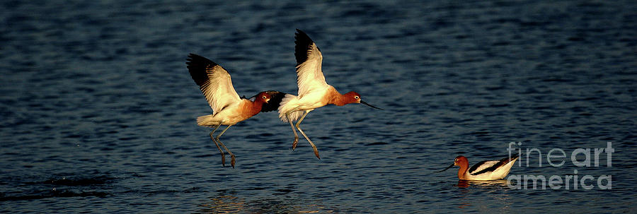 American Avocets In Blue Photograph by John F Tsumas