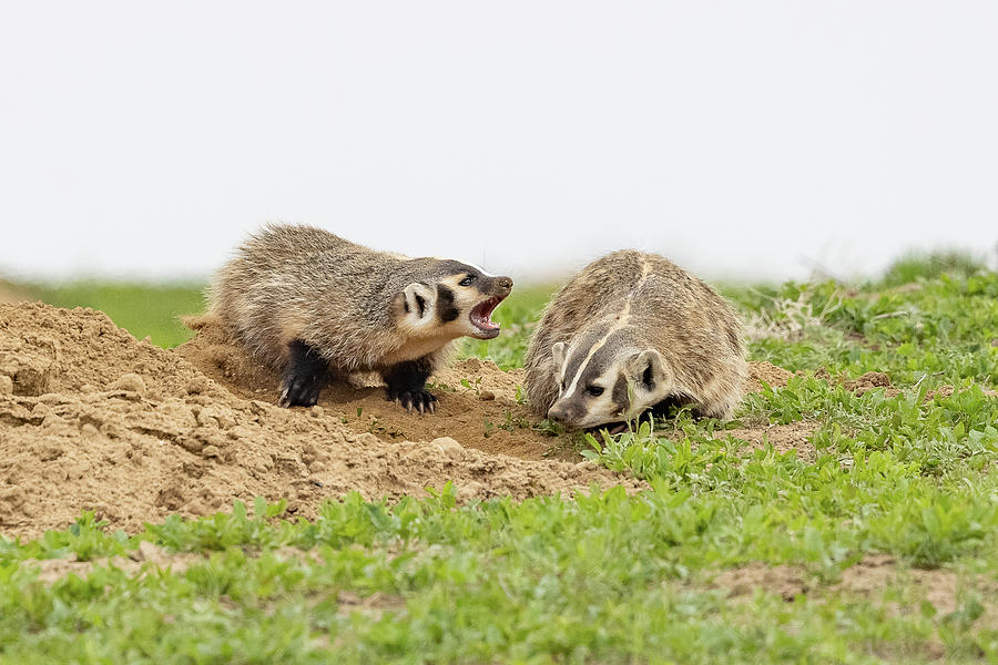 American Badger Cub Tries to Get Mom to Play Photograph by Tony Hake