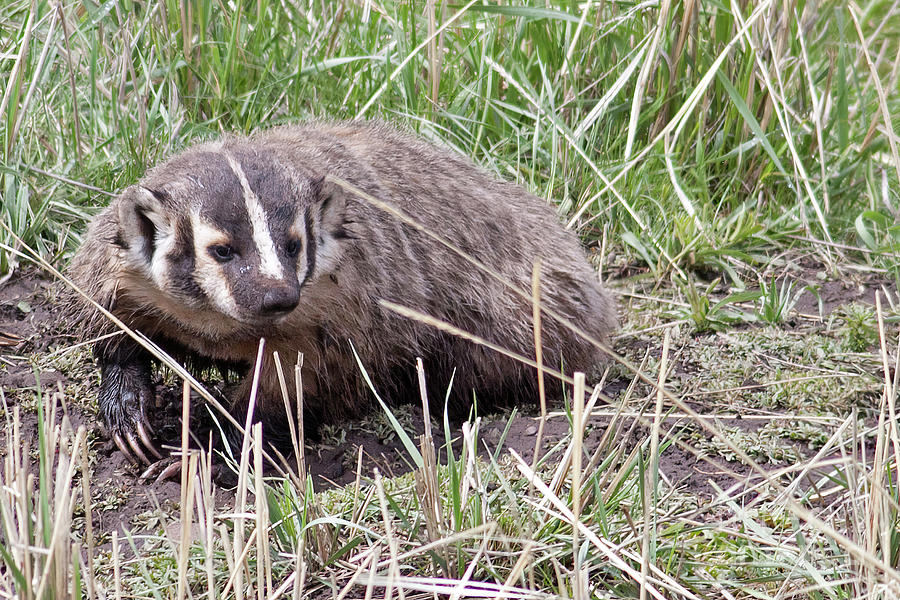 American Badger in Yellowstone National Park Photograph by Natural Focal Point Photography