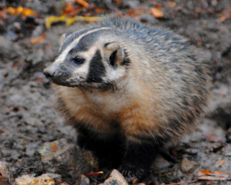 American Badger Photograph by John-Brian Paprock - Fine Art America