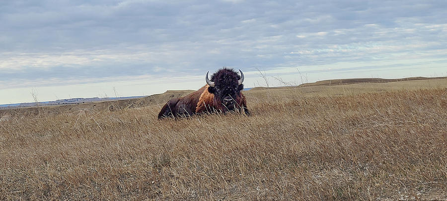 American Badlands Bison Photograph by Double AA Photography
