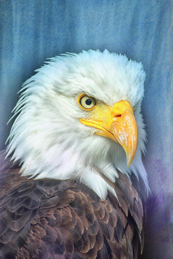 American Bald Eagle Photograph by Bill Barber