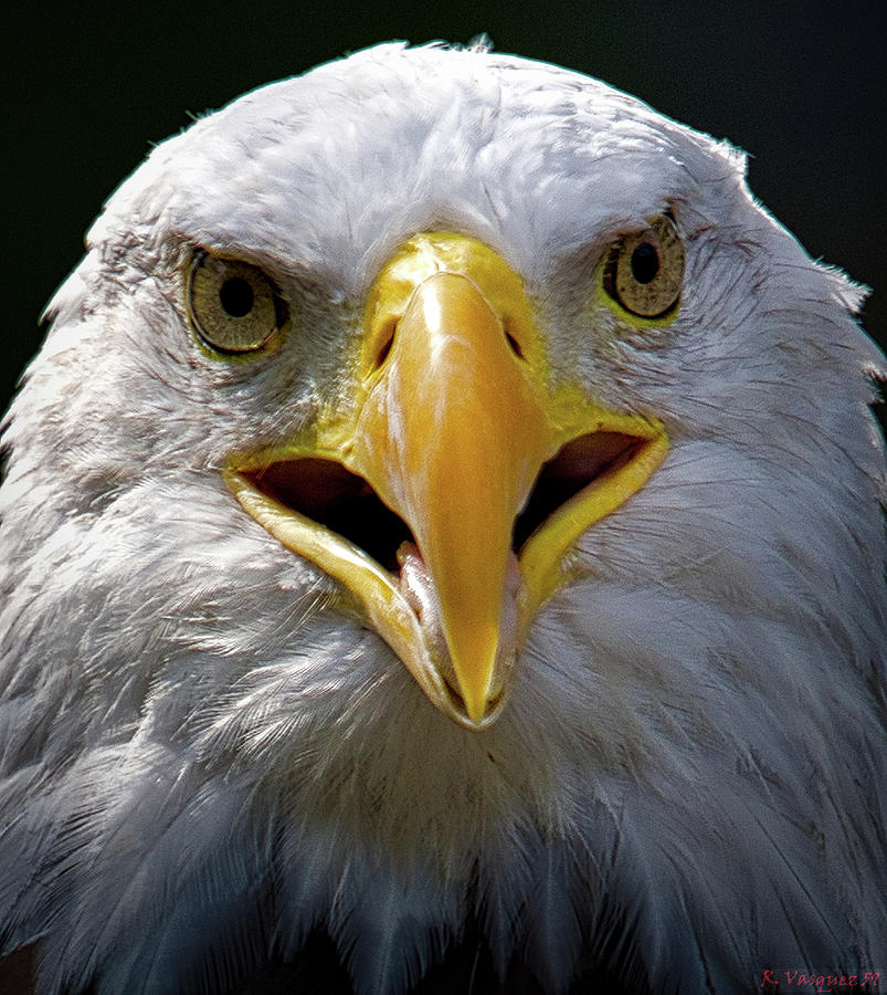 American Bald Eagle Face To Face Photograph by Rene Vasquez