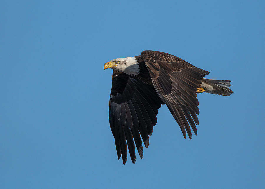 American Bald Eagle 1 Photograph by Rick Mosher