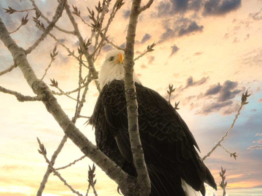 American Bald Eagle 1 Photograph by Wendy Carrington