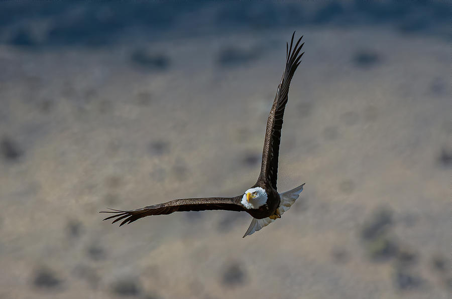 Eagle Photograph - American Bald Eagle 2 by Rick Mosher