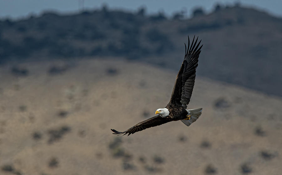 American Bald Eagle 3 Photograph by Rick Mosher
