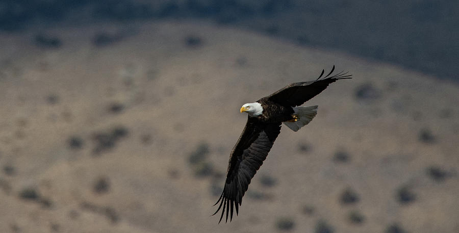 Eagle Photograph - American Bald Eagle 4 by Rick Mosher