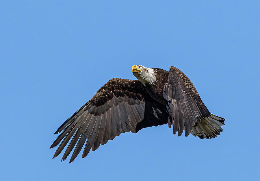 Eagle Photograph - American Bald Eagle 8 by Rick Mosher