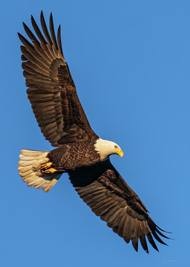 American Bald Eagle at Sunset Photograph by David Sams | Fine Art America