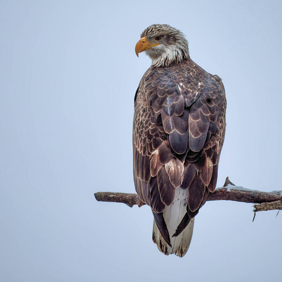 American Bald Eagle Photograph by Arizona's Adventure Photographer ...