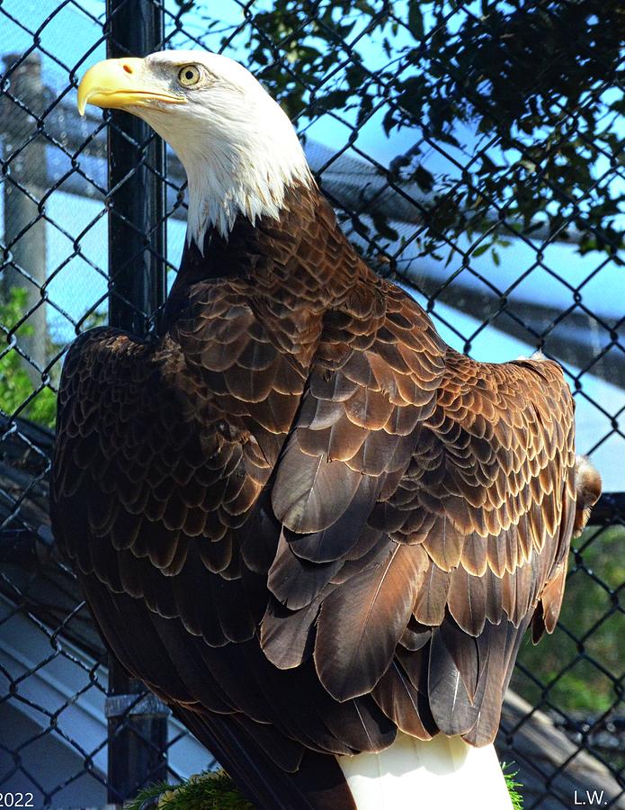 American Bald Eagle Close up Vertical Photograph by Lisa Wooten