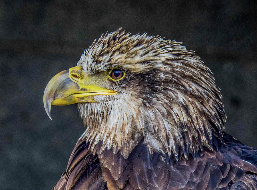 American Bald Eagle Closeup Photograph by James C Richardson