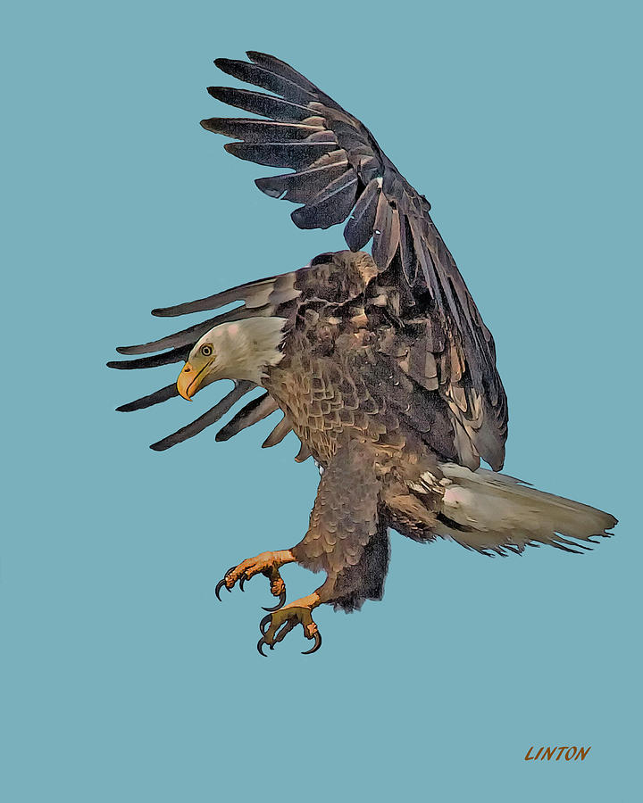 American Bald Eagle Cps Digital Art by Larry Linton