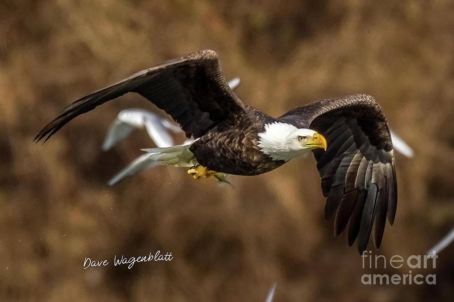 American Bald Eagle Photograph by David Wagenblatt
