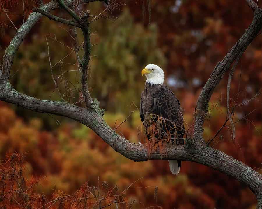American Bald Eagle Photograph by Debby Richards
