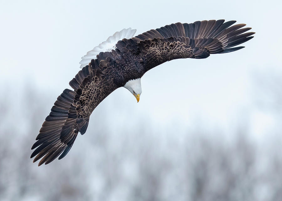 American Bald Eagle Dive Photograph by Randall Jordan
