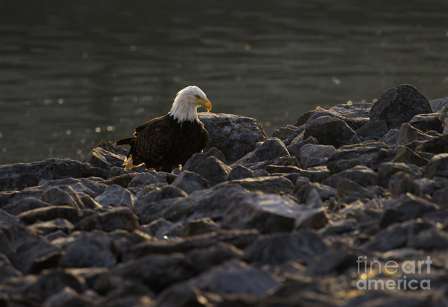 American Bald Eagle Photograph by Douglas Stucky