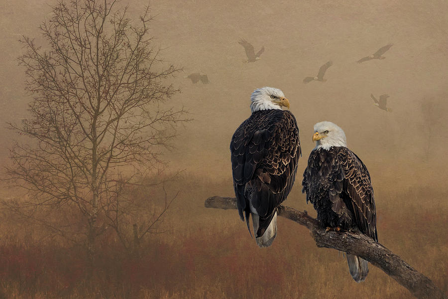 American Bald Eagle Family Photograph by Patti Deters