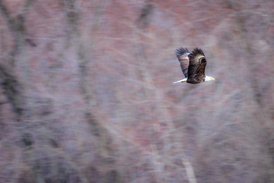 American Bald Eagle Flight Photograph by Patti Deters