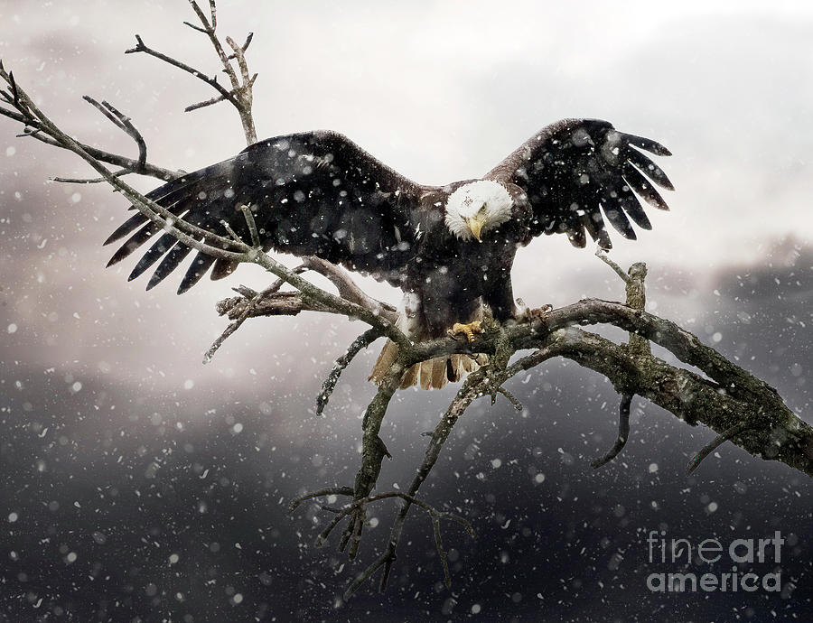 American Bald Eagle in a Snow Storm Photograph by Sandra Rust