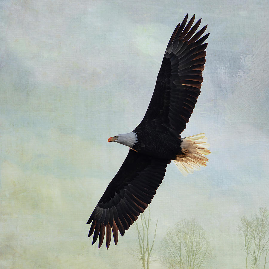 American Bald Eagle in Flight Photograph by Peggy Collins