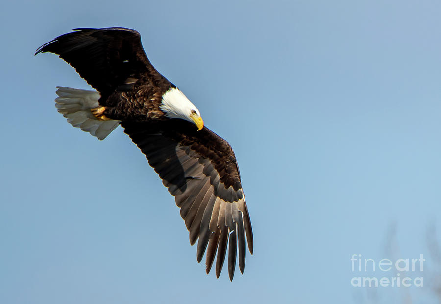 American Bald Eagle in Flight Photograph by Sandra Js