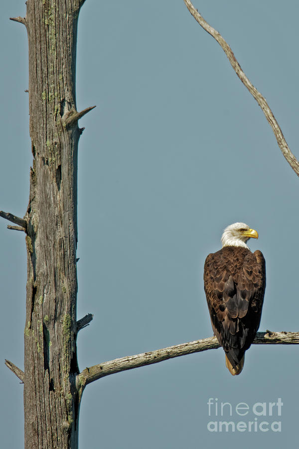 American Bald Eagle in Sherburne NWR Photograph by Natural Focal Point Photography