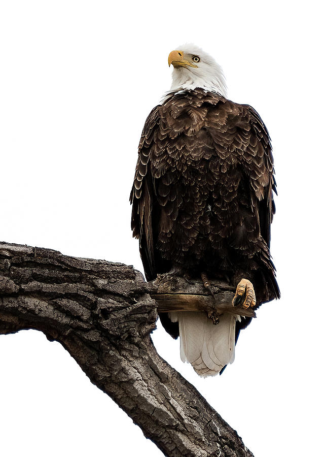 American Bald Eagle In Spring Photograph by Yeates Photography