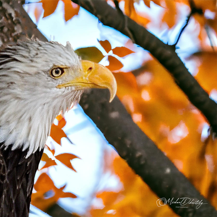 American Bald Eagle Iowa Photograph by Michael Dikovitsky - Fine Art ...