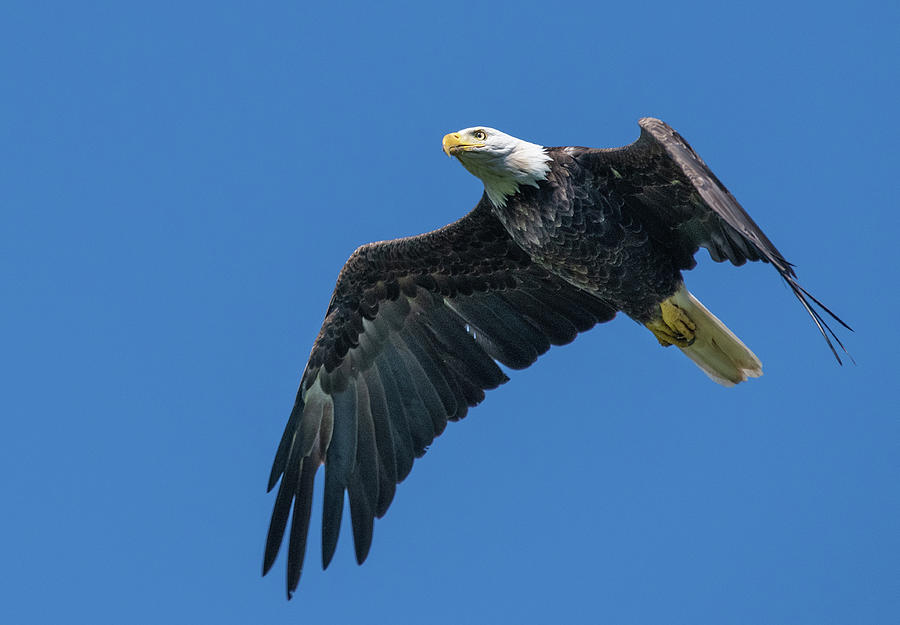 American Bald Eagle Photograph by Jeffrey PERKINS
