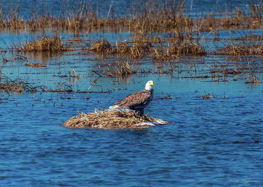 American Bald Eagle Photograph by Kathi Isserman American Bald Eagle Photograph by Kathi Isserman