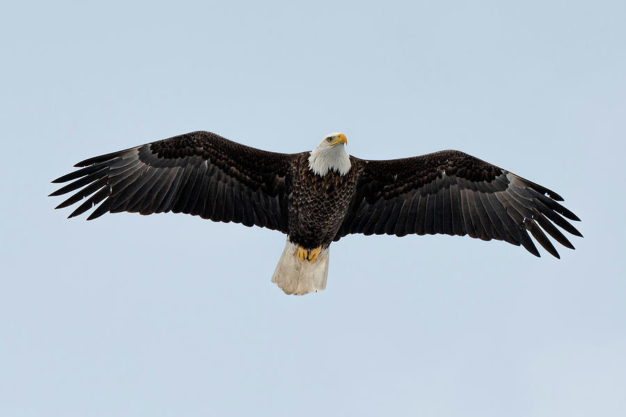 American Bald Eagle Photograph by Kevin Suttlehan