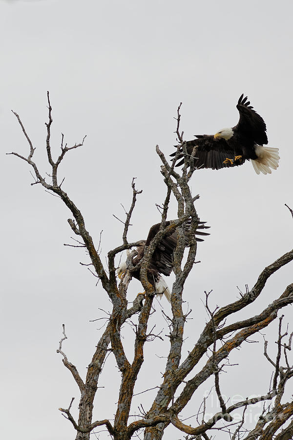 American Bald Eagle Landing Photograph by Natural Focal Point Photography